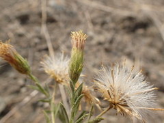 Brickellia oblongifolia