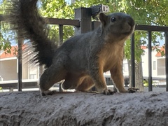 Sciurus niger