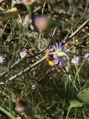 Melissodes dentiventris