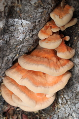 Laetiporus gilbertsonii