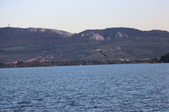 Chroicocephalus ridibundus