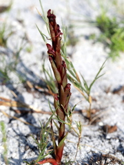 Disa atrorubens