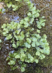 Marchantia