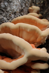 Laetiporus gilbertsonii