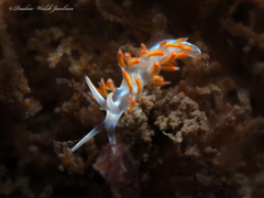 Flabellina dushia