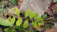 Phyllanthus caroliniensis