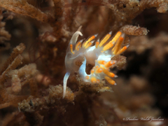 Flabellina dushia