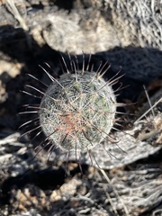 Mammillaria grahamii