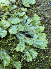 Marchantia