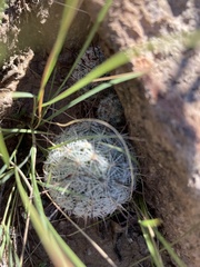 Mammillaria grahamii