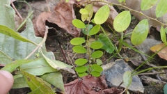 Phyllanthus caroliniensis