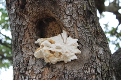 Laetiporus gilbertsonii