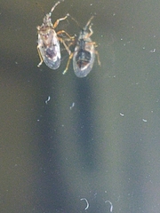 Kleidocerys resedae