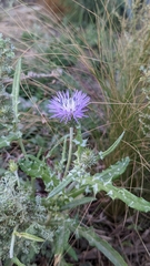 Galactites tomentosus