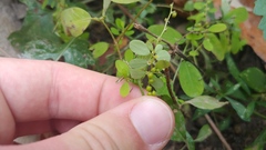 Phyllanthus caroliniensis