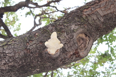 Laetiporus gilbertsonii