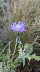 Galactites tomentosus