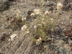 Brickellia oblongifolia