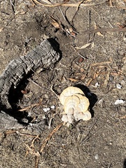 Neolentinus ponderosus