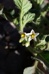 Solanum physalifolium