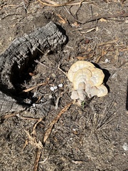 Neolentinus ponderosus