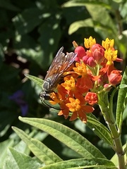 Sphex ichneumoneus