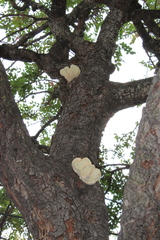 Laetiporus gilbertsonii