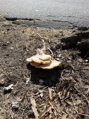 Neolentinus ponderosus