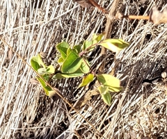 Symphoricarpos albus