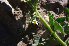 Solanum physalifolium