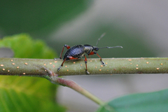 Otiorhynchus coecus