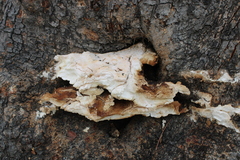 Laetiporus gilbertsonii
