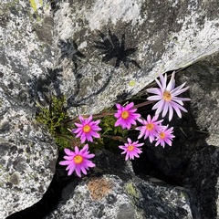 Knowltonia tenuifolia