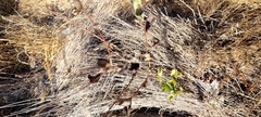Symphoricarpos albus