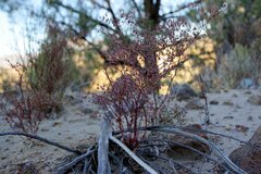 Eriogonum cernuum