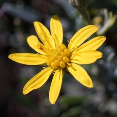 Osteospermum spinescens