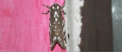 Arachnis dilecta
