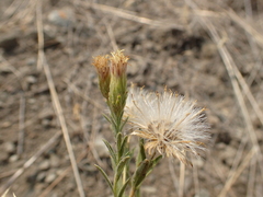 Brickellia oblongifolia