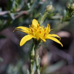 Osteospermum spinescens