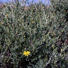 Osteospermum spinescens