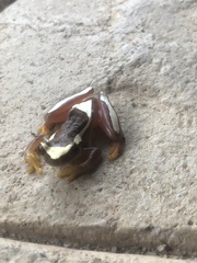 Dendropsophus elegans