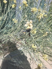 Xylocopa californica arizonensis