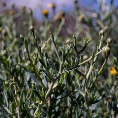 Osteospermum spinescens