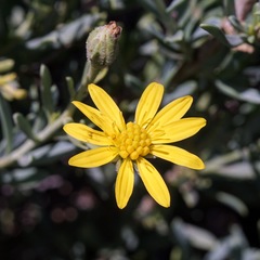 Osteospermum spinescens
