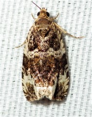 Olethreutes versicolorana