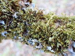 Dendroalsia abietina