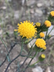 Senecio hakeifolius hakeifolius
