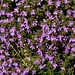 Thymus caespititius - Photo (c) Milan Svoboda, μερικά δικαιώματα διατηρούνται (CC BY-NC), uploaded by Milan Svoboda
