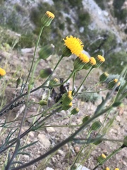 Senecio hakeifolius hakeifolius