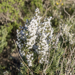 Eriocephalus